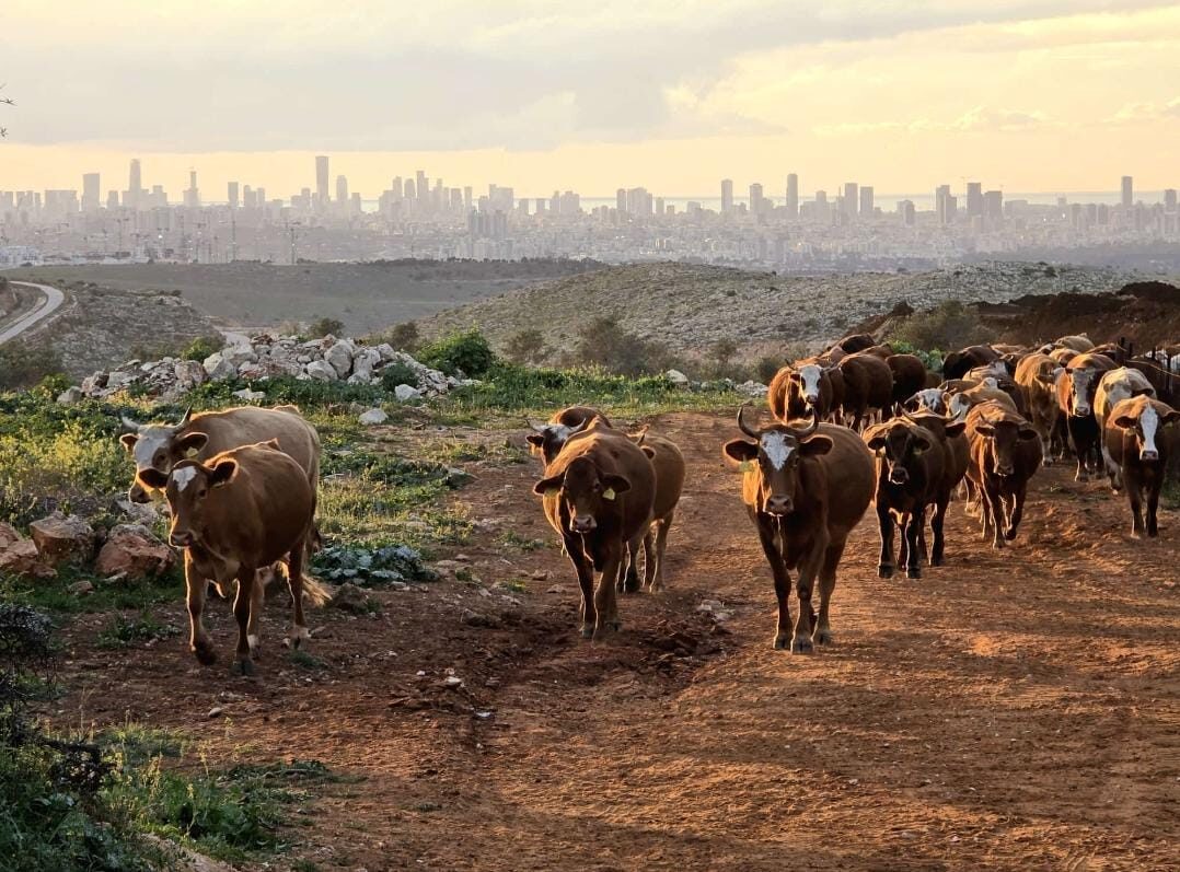 IMG-20260223-WA0116 - עדי מלט