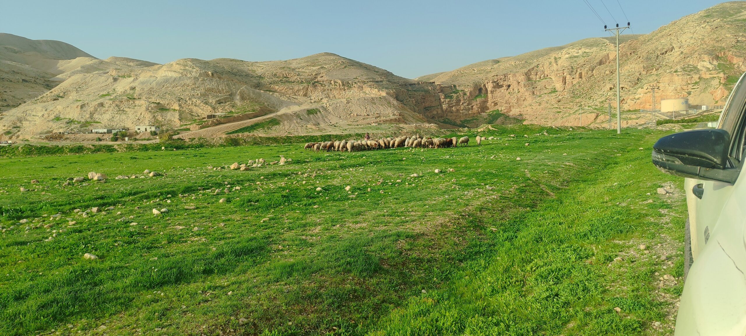 IMG_20260201_080000 - סיגלית טמיר