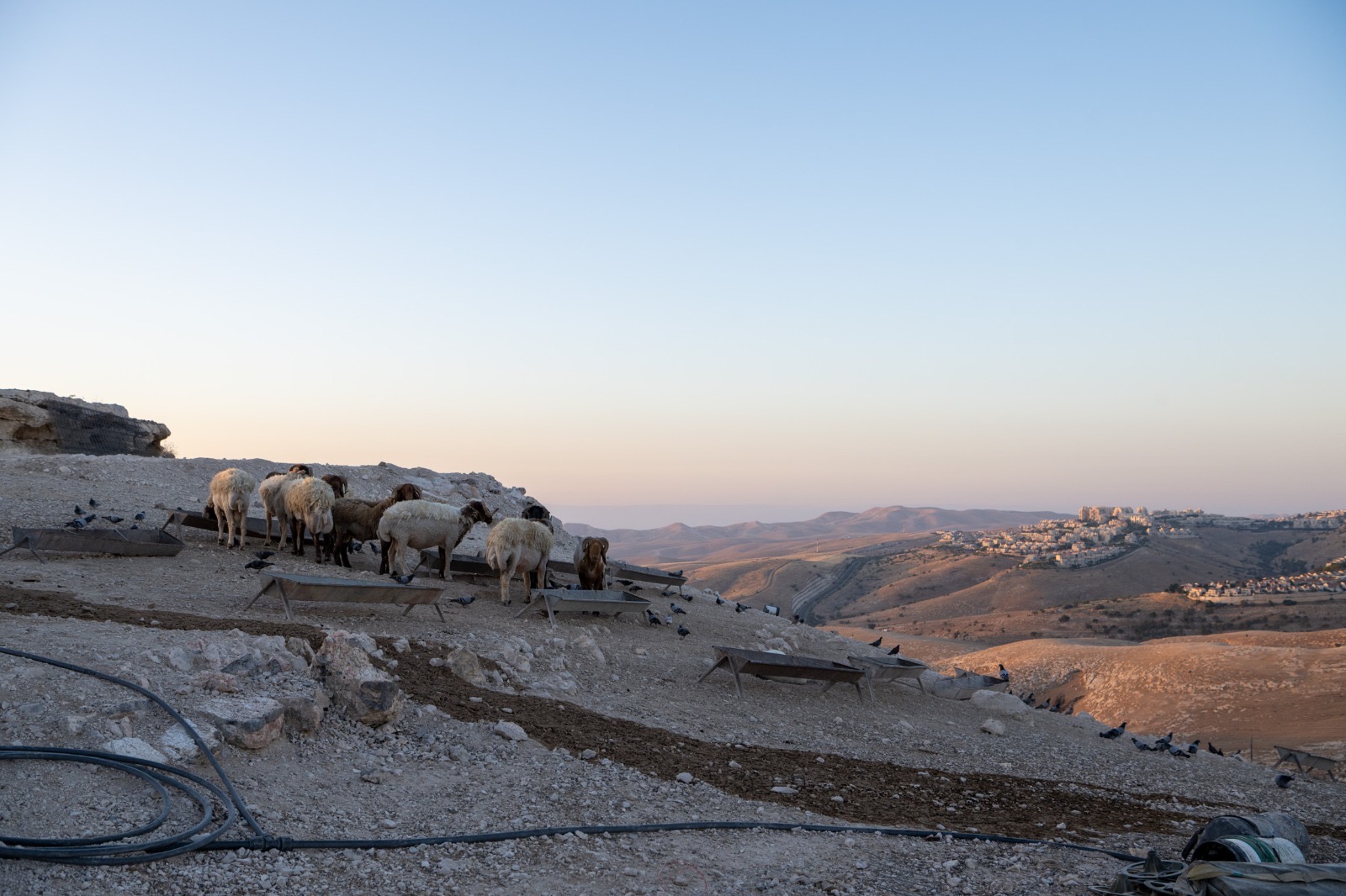 קדם ציון ינון ותכלת כהן (1)