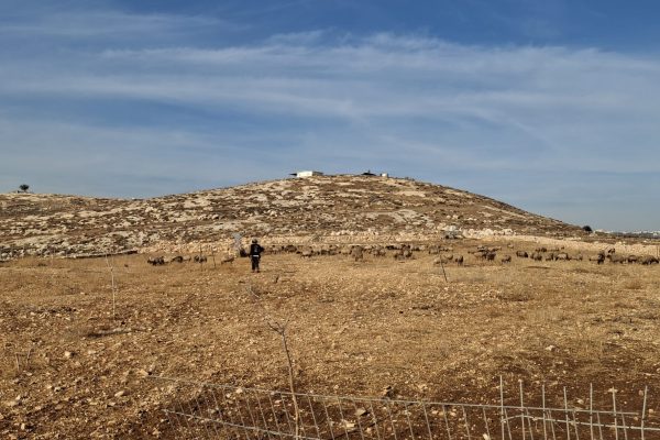 חנינה פרידמן