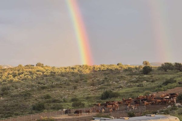 IMG-20250411-WA0045 - עדי מלט