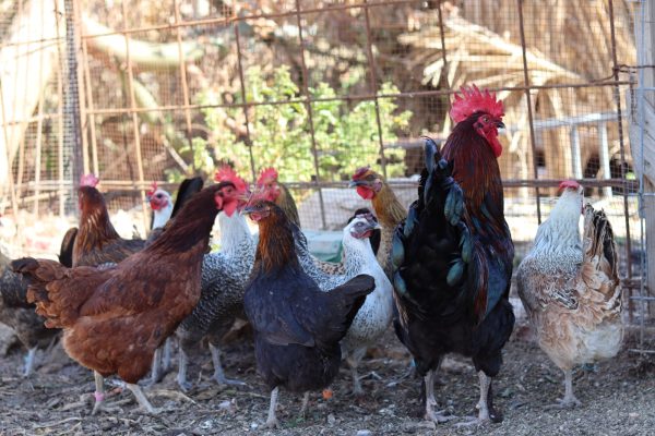 IMG-20260128-WA0044 - סיגלית טמיר