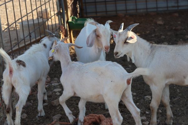 IMG-20260128-WA0055 - סיגלית טמיר