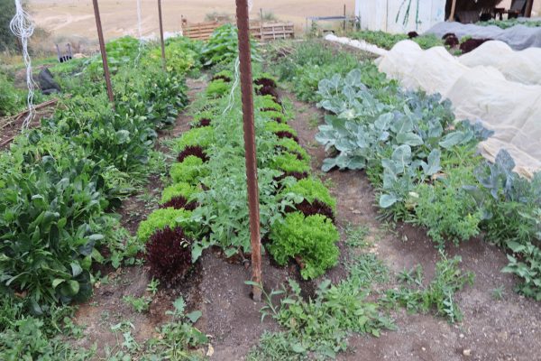 IMG-20260128-WA0067 - סיגלית טמיר