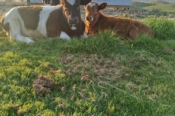 IMG-20260204-WA0232 - סיגלית טמיר