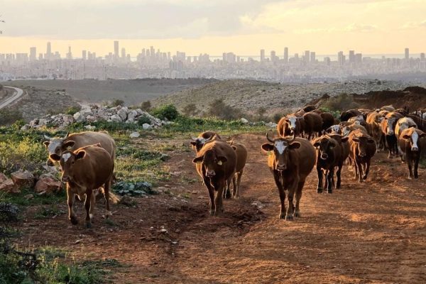 IMG-20260223-WA0116 - עדי מלט