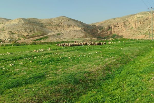 IMG_20260201_080000 - סיגלית טמיר