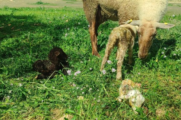 IMG_20260210_105805 - סיגלית טמיר