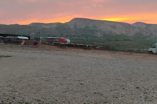 IMG_20260212_172501 - סיגלית טמיר