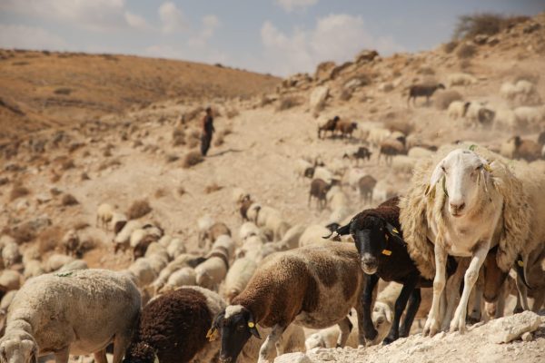 אורה לילינטל..
