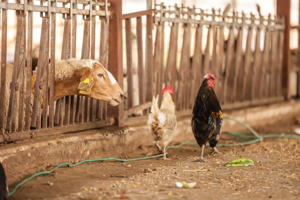 אורה לילינטל2