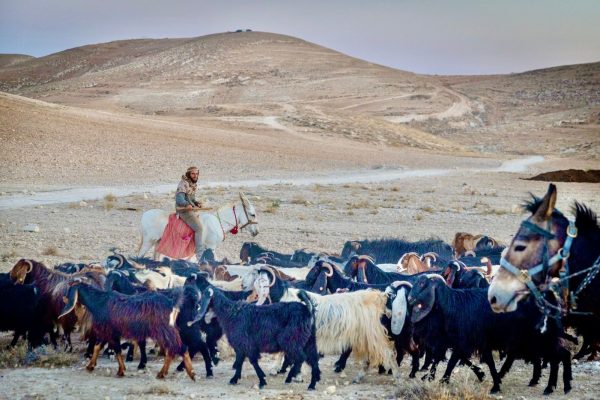אלישע טורנר זוהר יהודה (8)