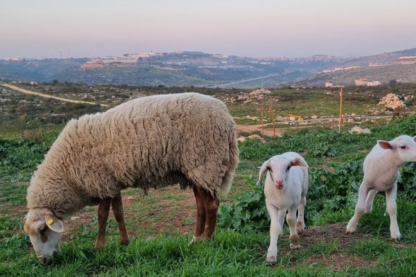 גאולה דהן (2)
