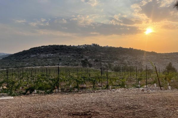 גולן טלר (10)