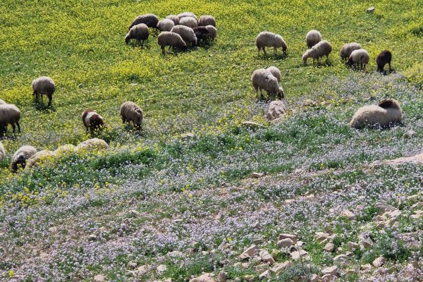 זוהר יהודה (3)