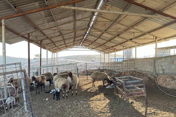 חנינה פרידמן (11)