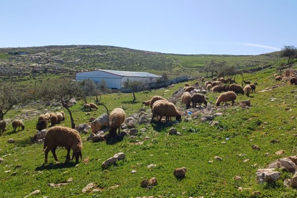 חנינה פרידמן (12)