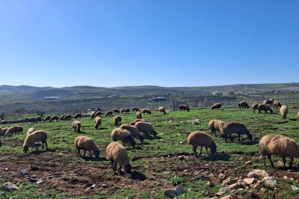 חנינה פרידמן (13)