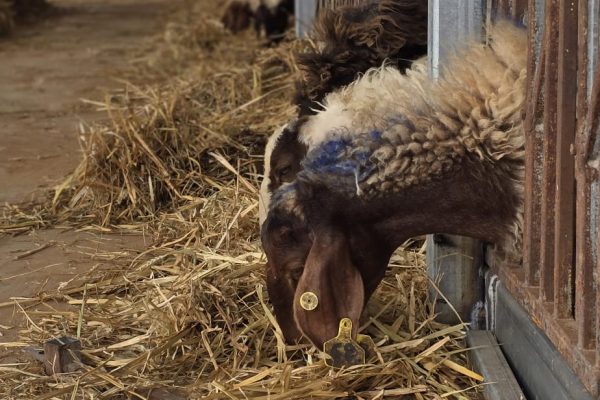 מוריה ואיתן מרגלית (1)