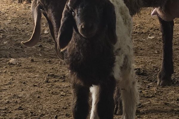 מוריה ואיתן מרגלית (3)