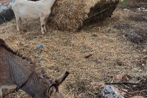 מוריה ואיתן מרגלית (7)