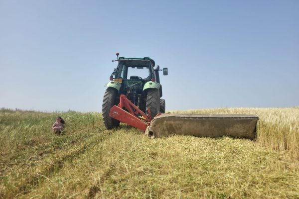 ספיר לוי מיתרים (2)