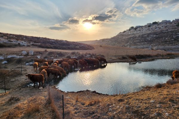 ספיר לוי מיתרים (3)