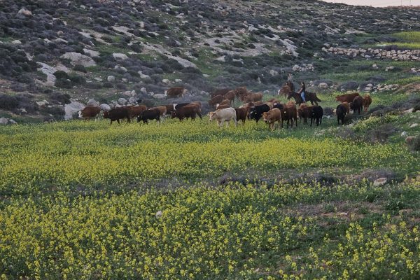 ספיר לוי מיתרים (4)