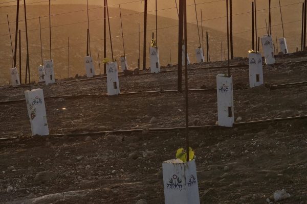 ספיר לוי מיתרים (5)