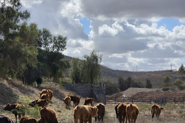 ספיר לוי מיתרים (6)