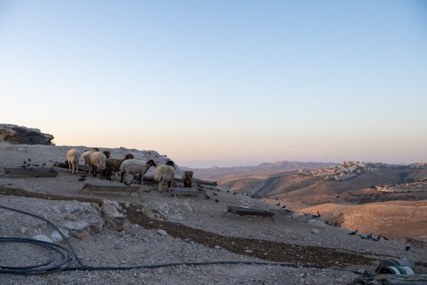 קדם ציון ינון ותכלת כהן (1)