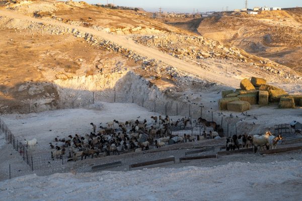 קדם ציון ינון ותכלת כהן (3)