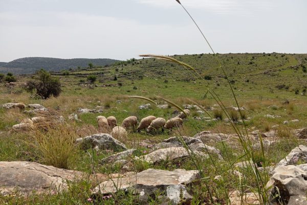 רעות וחוני בירן (2)