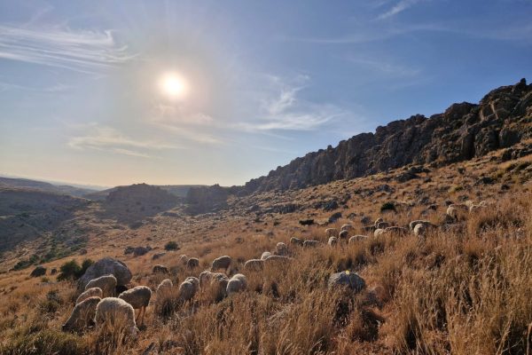 רעות וחוני בירן (4)